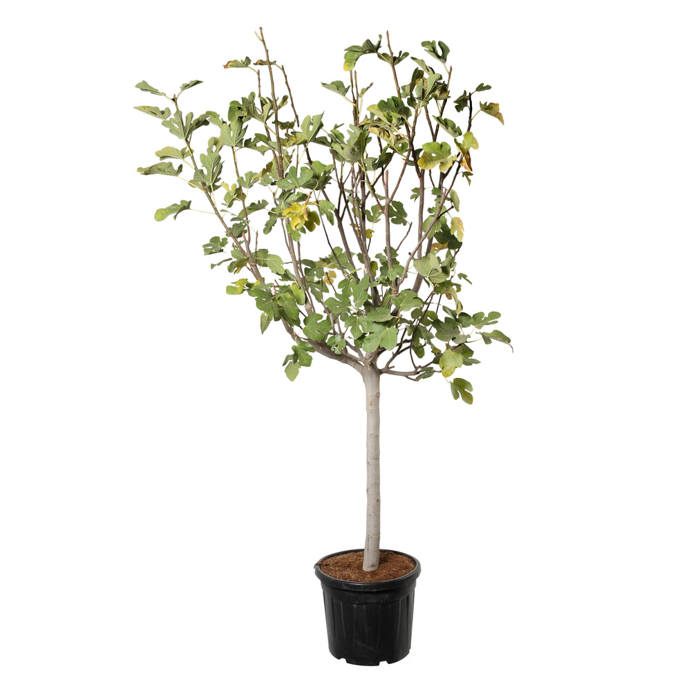  Ficus Carica En Tige 16/18 Cm : Pot De 55L