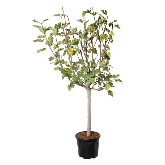  Ficus Carica En Tige 16/18 Cm : Pot De 55L