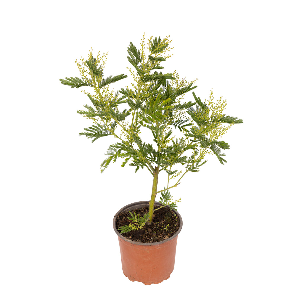  Acacia 'Le Gaulois' En Touffe : Marcotte, Pot D15cm