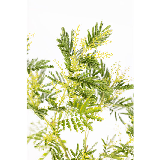  Acacia 'Le Gaulois' En Touffe : Marcotte, Pot D15cm