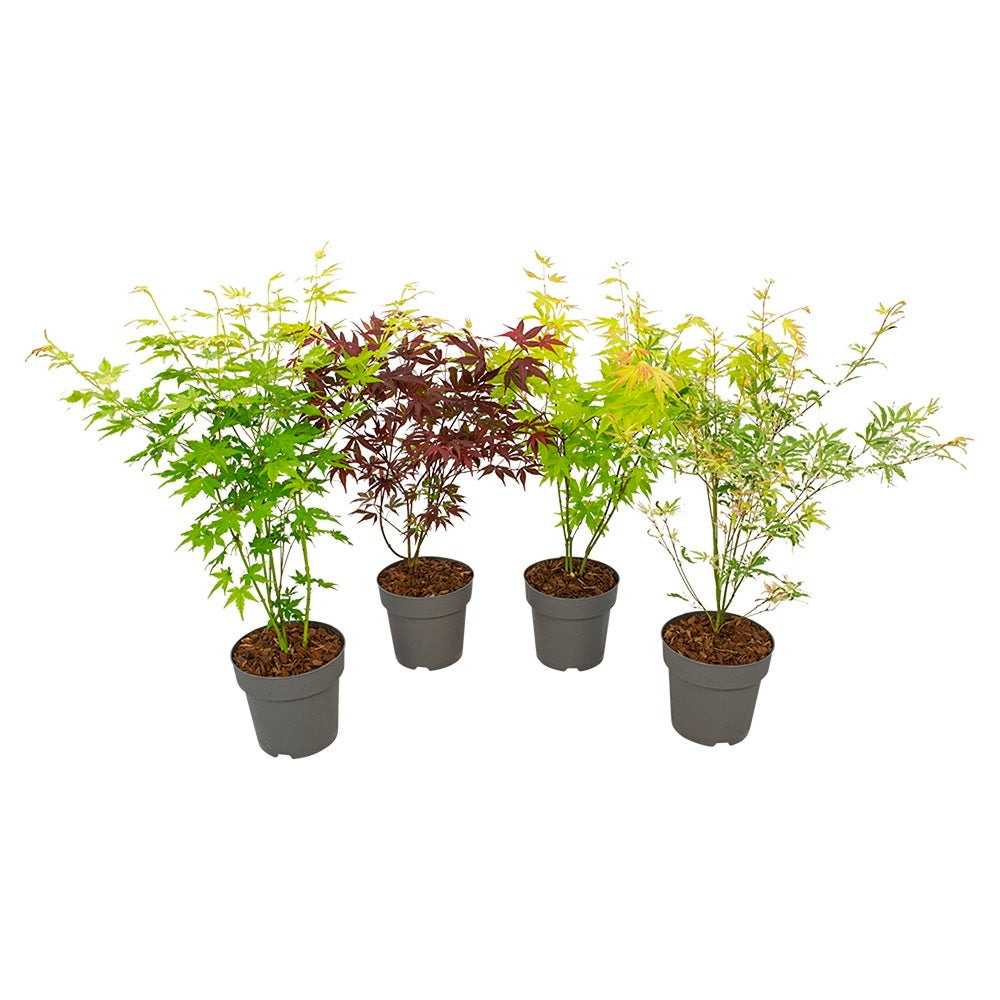  Acer, Erable Du Japon, Variétés Variables - Pot D15cm
