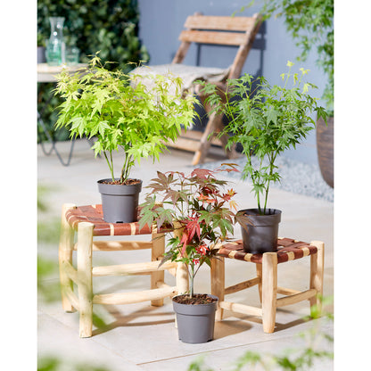  Acer, Erable Du Japon, Variétés Variables - Pot D15cm