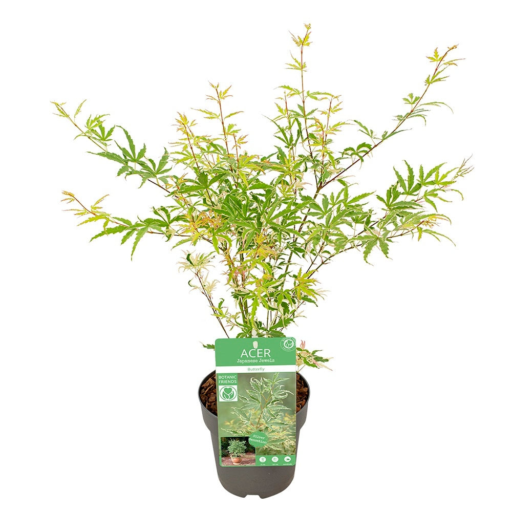  Acer, Erable Du Japon, Variétés Variables - Pot D15cm