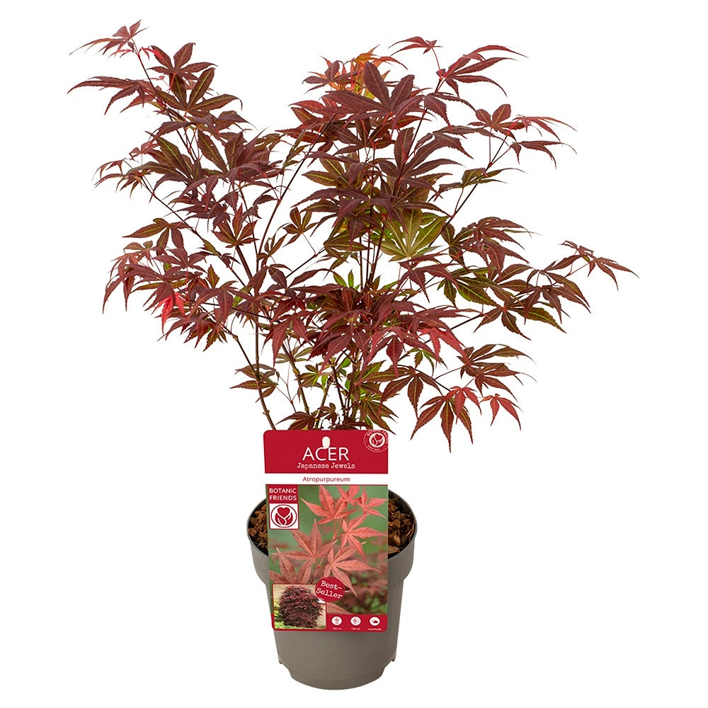  Acer, Erable Du Japon, Variétés Variables - Pot D15cm