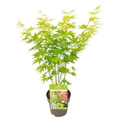  Acer, Erable Du Japon, Variétés Variables - Pot D15cm