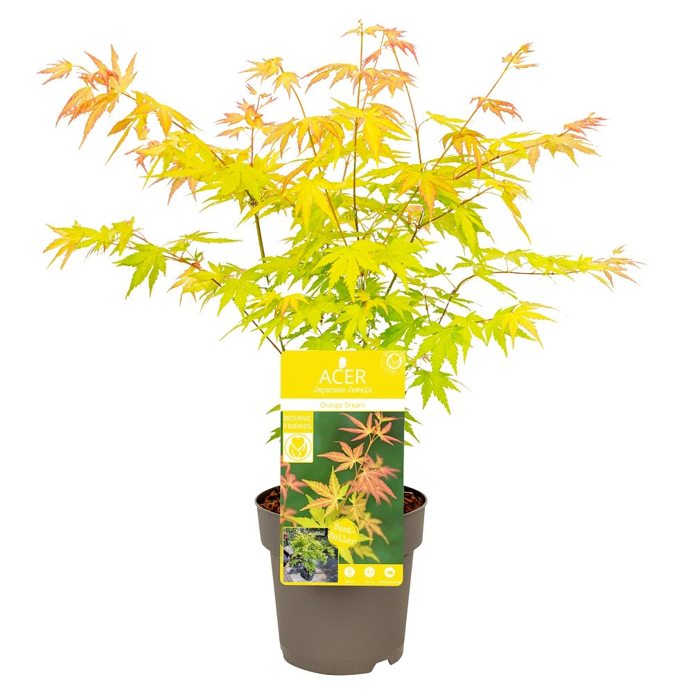  Acer, Erable Du Japon, Variétés Variables - Pot D15cm