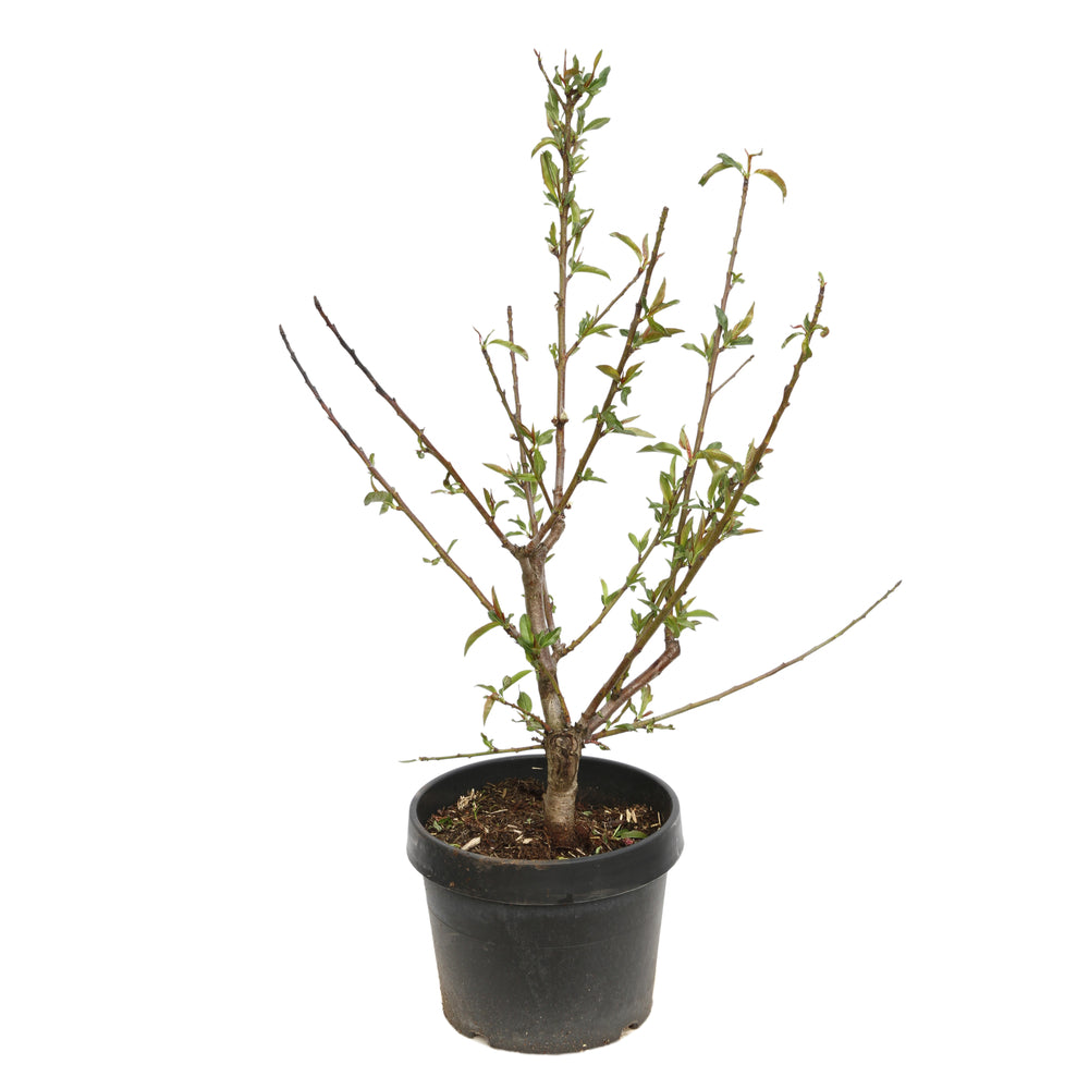  Amandier Nain 'Garden Prince'® : Pot 7L