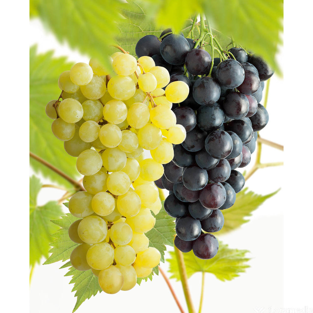  Vigne Variée : Pot 25L