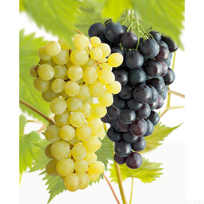  Vigne Variée : Pot 25L