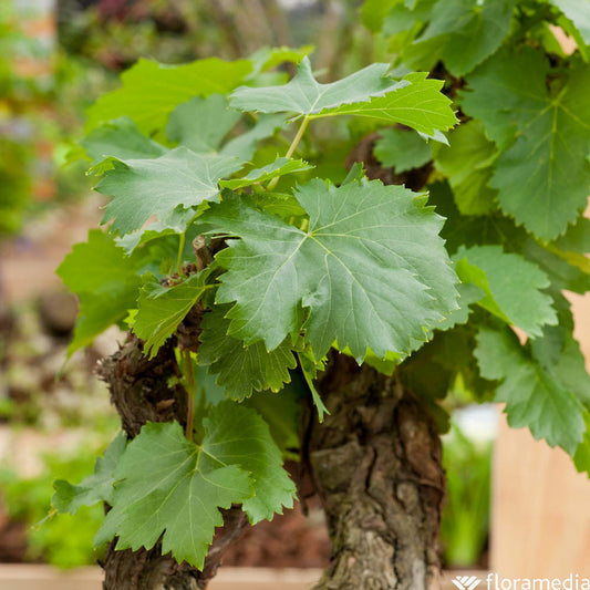  Vigne Variée : Pot 25L