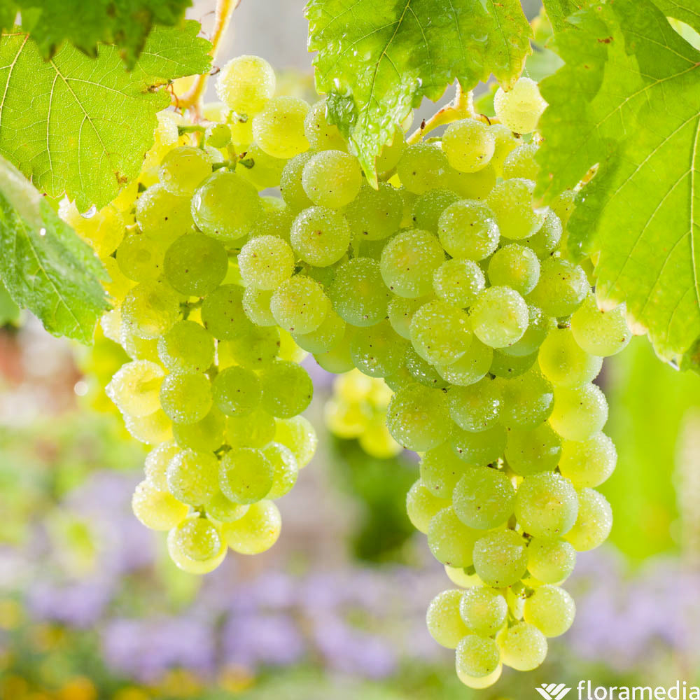  Vigne Variée : Pot 25L