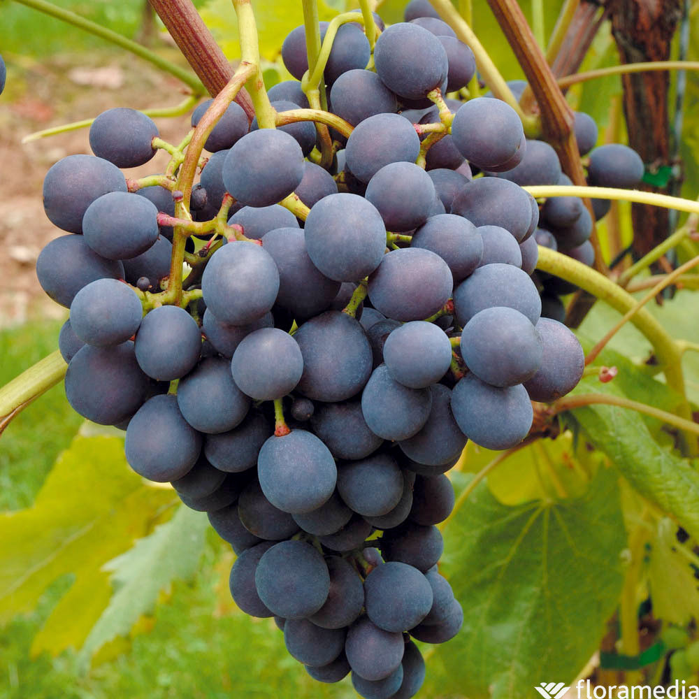  Vigne Variée : Pot 25L
