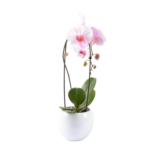  Orchidée Phalaenopsis "Flow" : Pot De D. 14 Cm