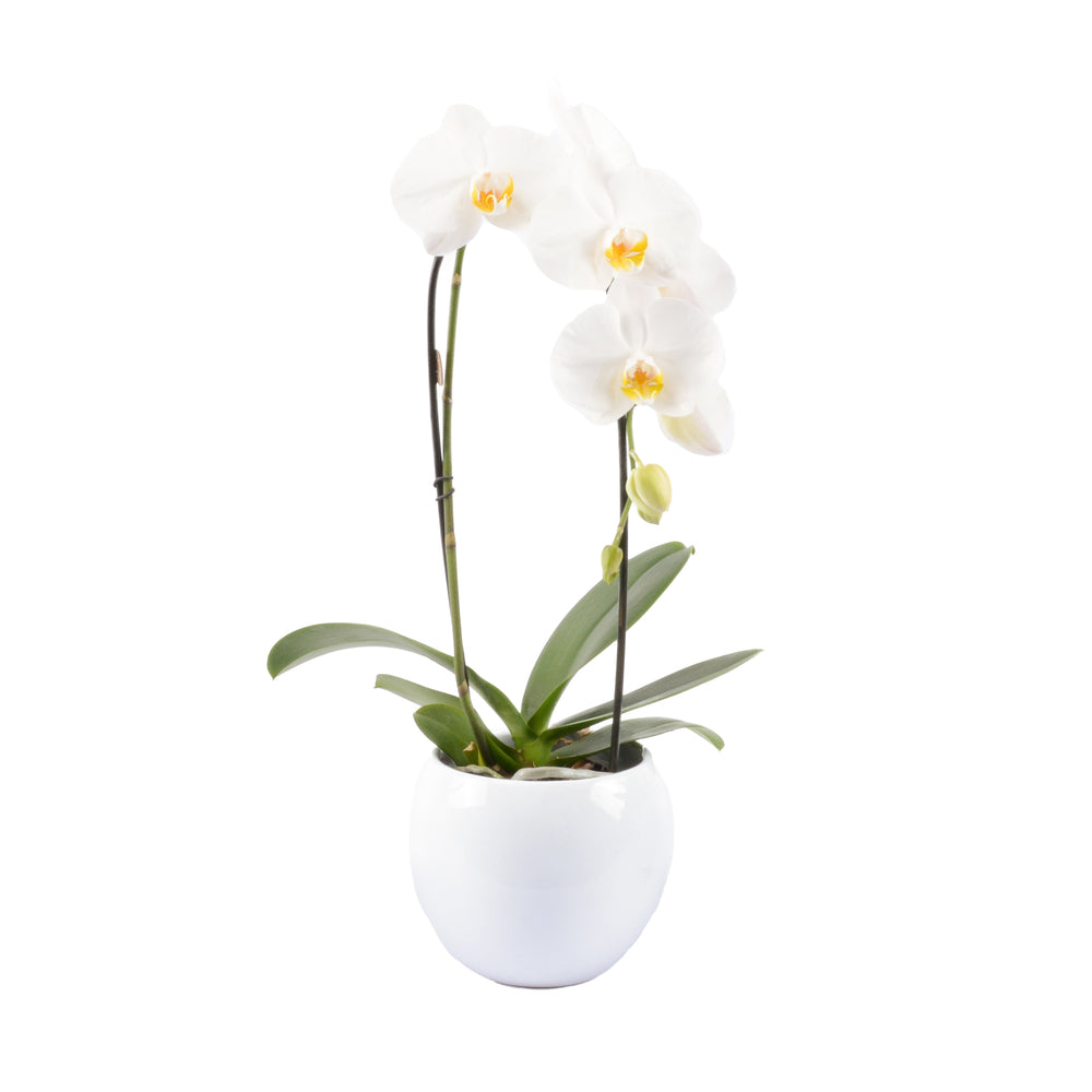  Orchidée Phalaenopsis "Flow" : Pot De D. 14 Cm