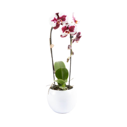  Orchidée Phalaenopsis "Flow" : Pot De D. 14 Cm