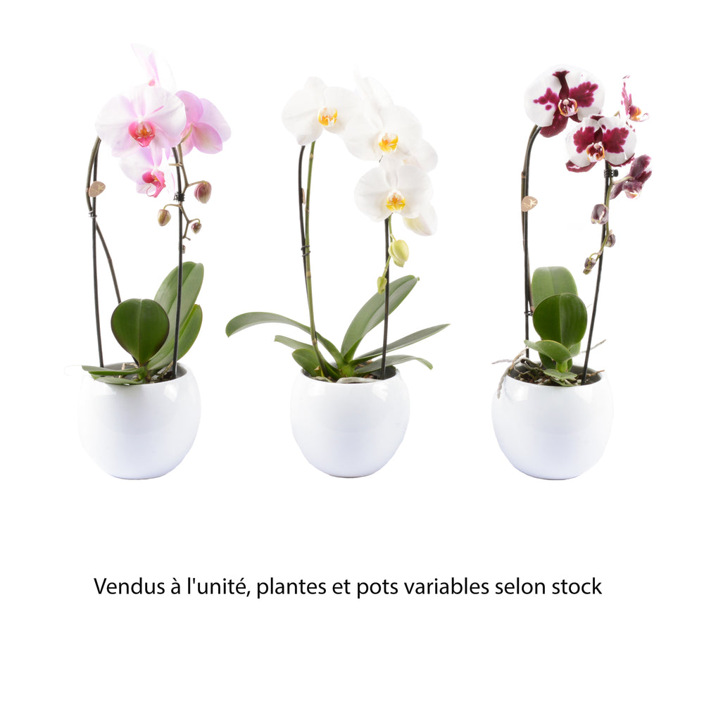  Orchidée Phalaenopsis "Flow" : Pot De D. 14 Cm
