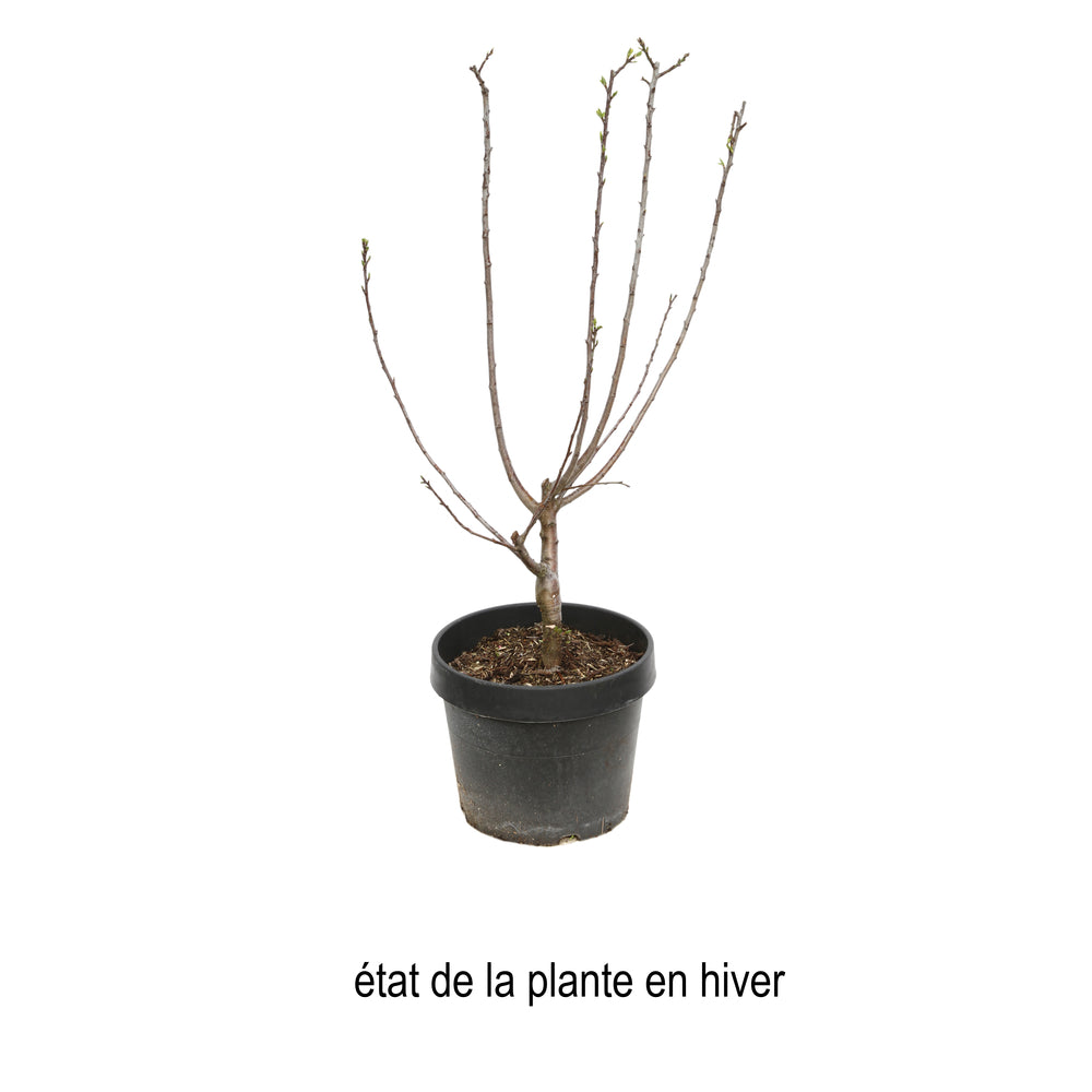  Prunier Nain 'Goldust® Courod' - Colonnaire-Pot 7L