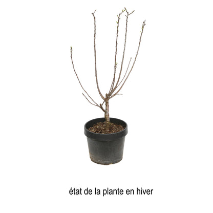  Prunier Nain 'Goldust® Courod' - Colonnaire-Pot 7L