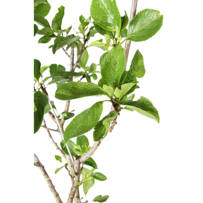  Prunier Nain 'Goldust® Courod' - Colonnaire-Pot 7L
