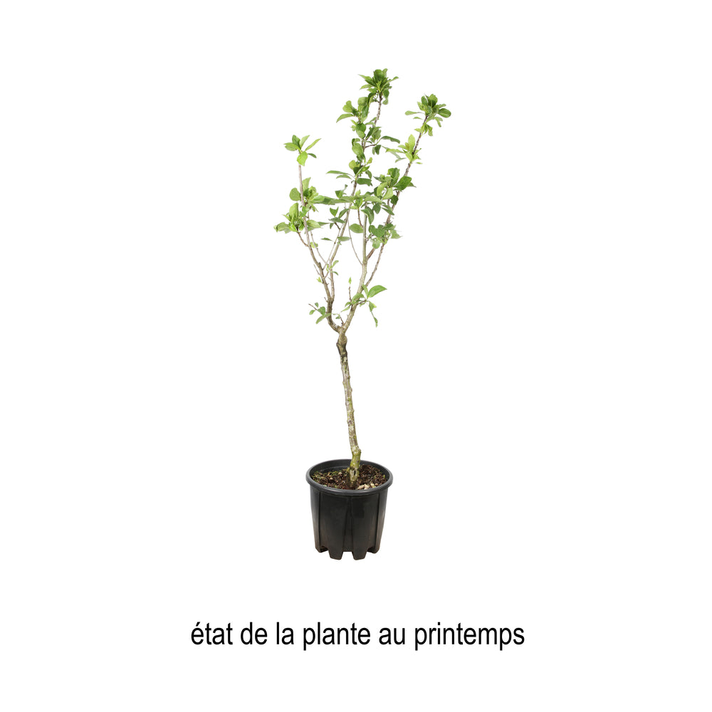  Prunier Nain 'Goldust® Courod' - Colonnaire-Pot 7L