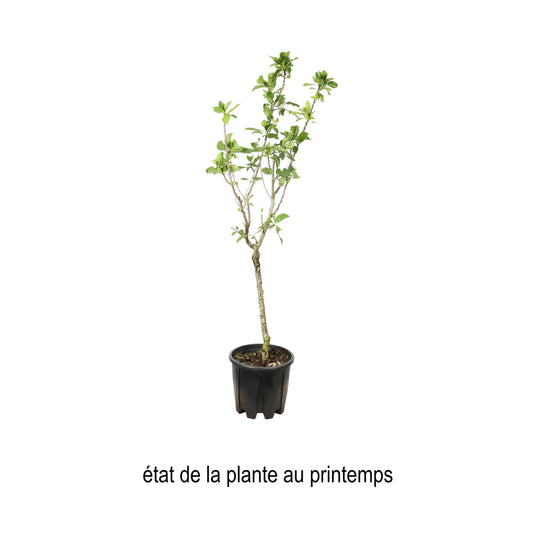  Prunier Nain 'Goldust® Courod' - Colonnaire-Pot 7L