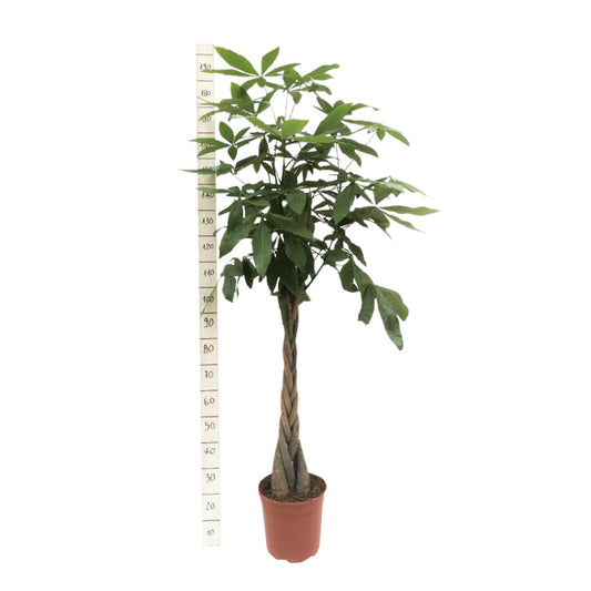  Pachira - Pot D27cm
