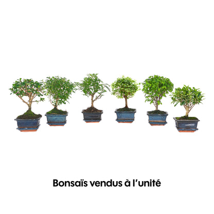  Bonsaï D'intérieur 3/4 Ans Avec Soucoupe, Variétés Variables