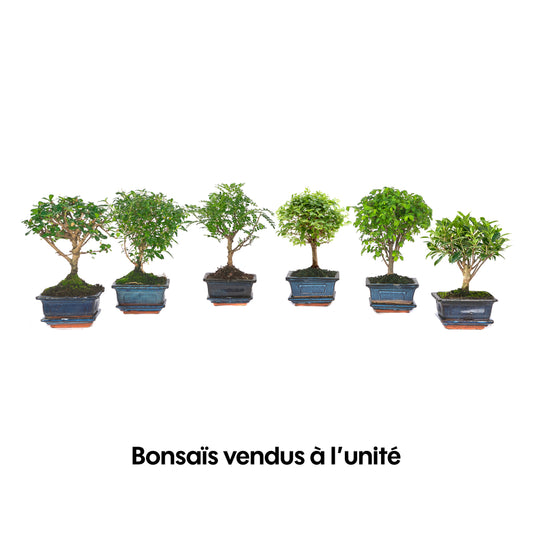  Bonsaï D'intérieur 3/4 Ans Avec Soucoupe, Variétés Variables