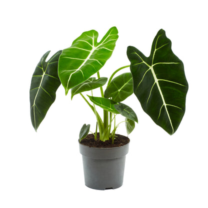  Alocasia, Variétés Variables - Pot D14cm