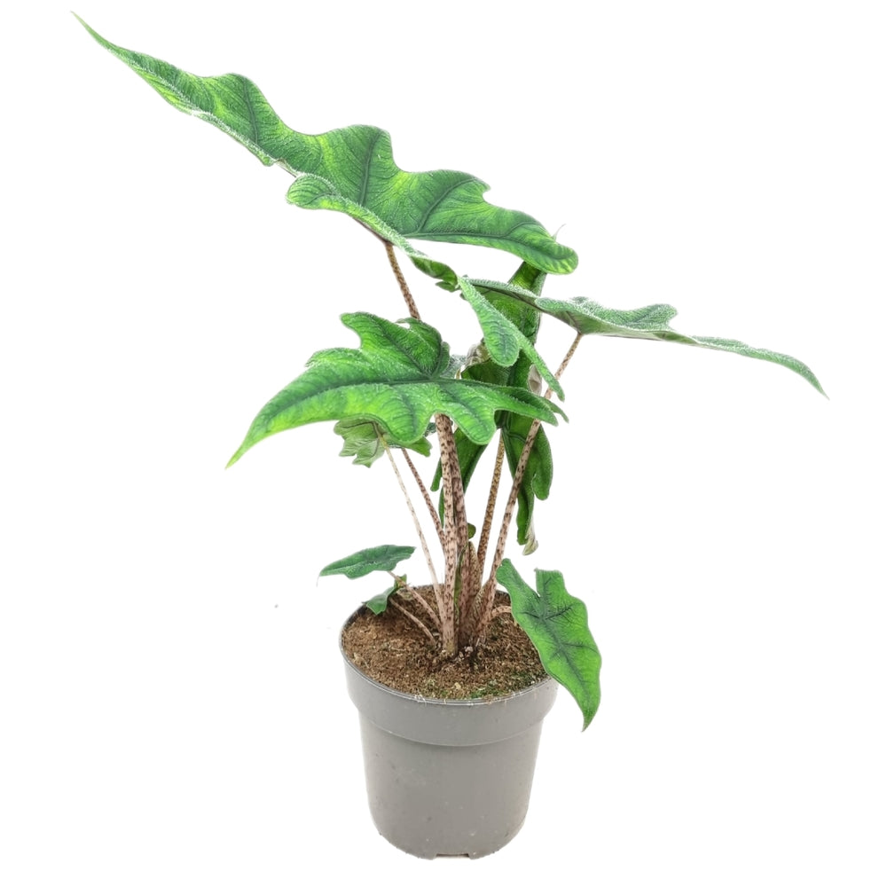  Alocasia, Variétés Variables - Pot D14cm