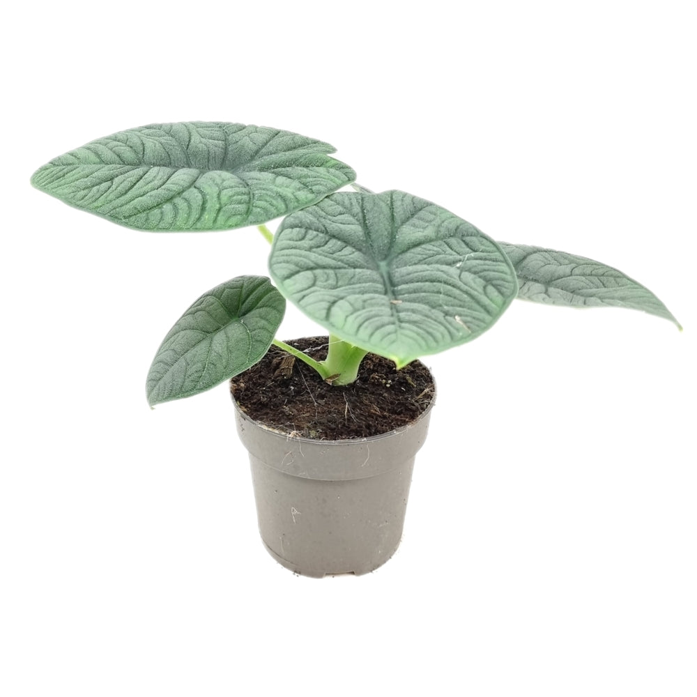  Alocasia, Variétés Variables - Pot D14cm