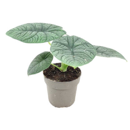  Alocasia, Variétés Variables - Pot D14cm