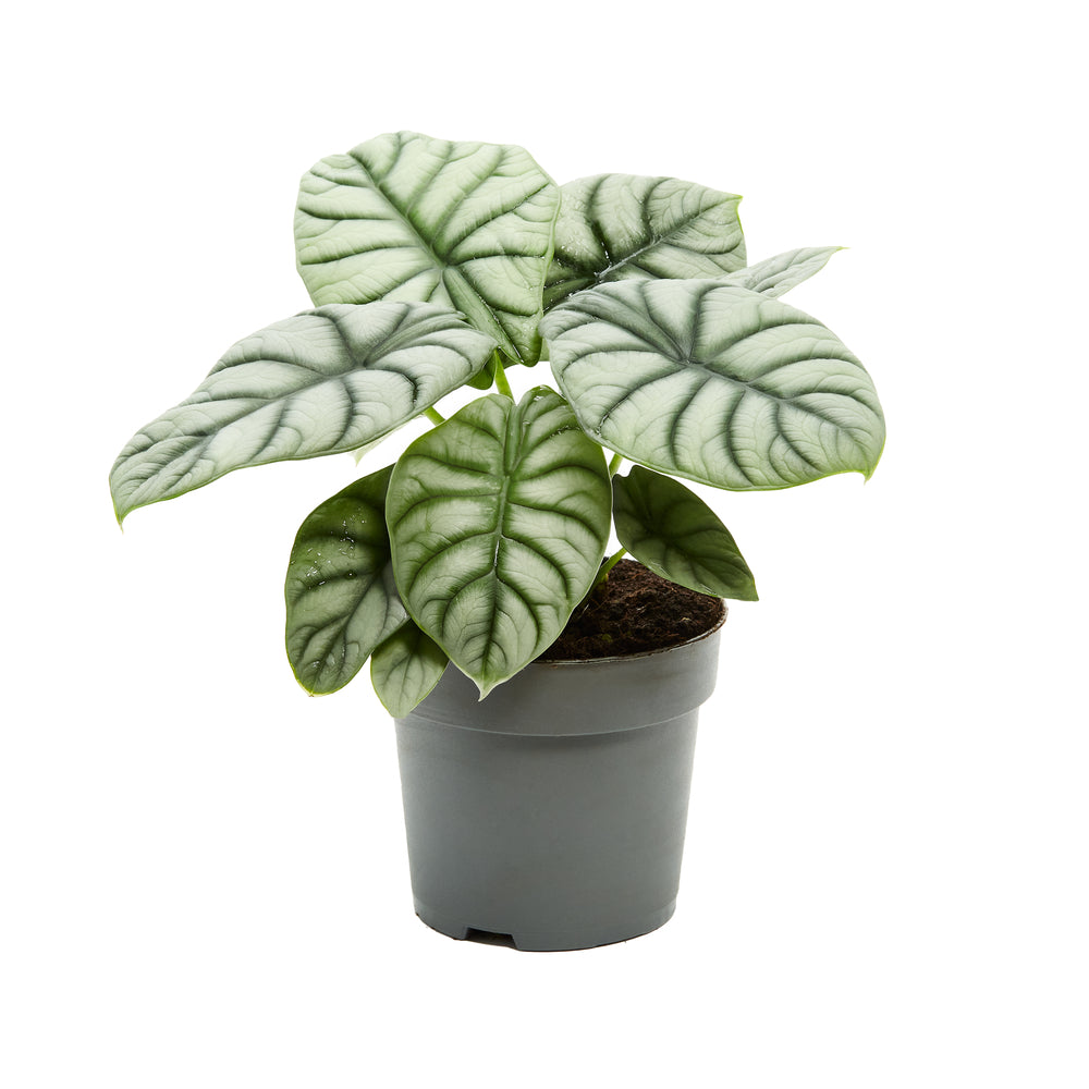  Alocasia, Variétés Variables - Pot D14cm