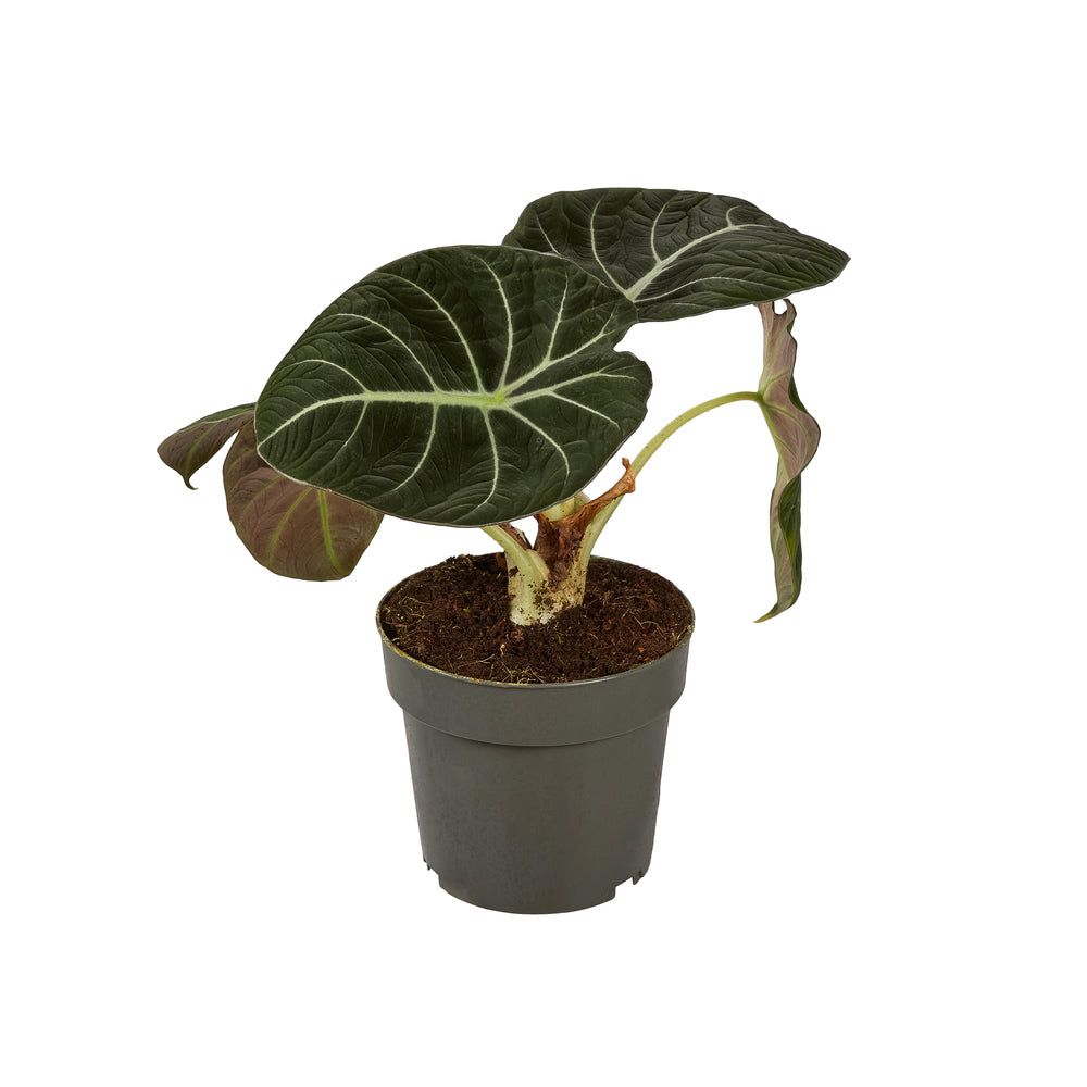  Alocasia, Variétés Variables - Pot D14cm