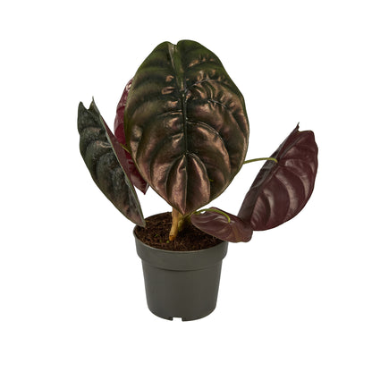  Alocasia, Variétés Variables - Pot D14cm