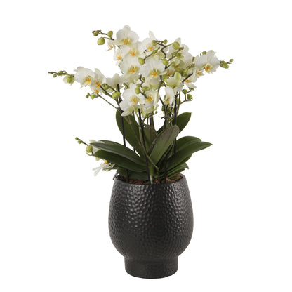  Orchidée Phalaenopsis 'Bellissimo Bella' H50cm En Coupe Noire D15cm