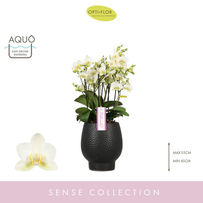  Orchidée Phalaenopsis 'Bellissimo Bella' H50cm En Coupe Noire D15cm