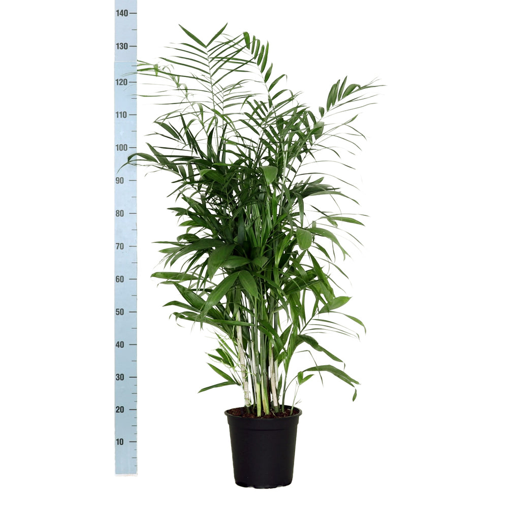  Chamaedorea 'Seifrizi' H130cm - Pot D24 Cm
