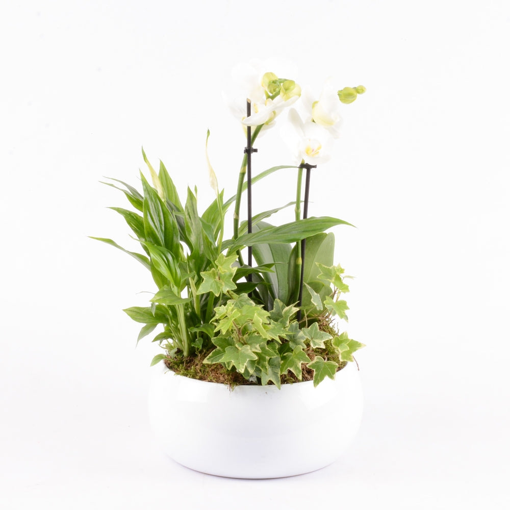  Composition Orchidée Et 3 Plantes : Pot D.20cm