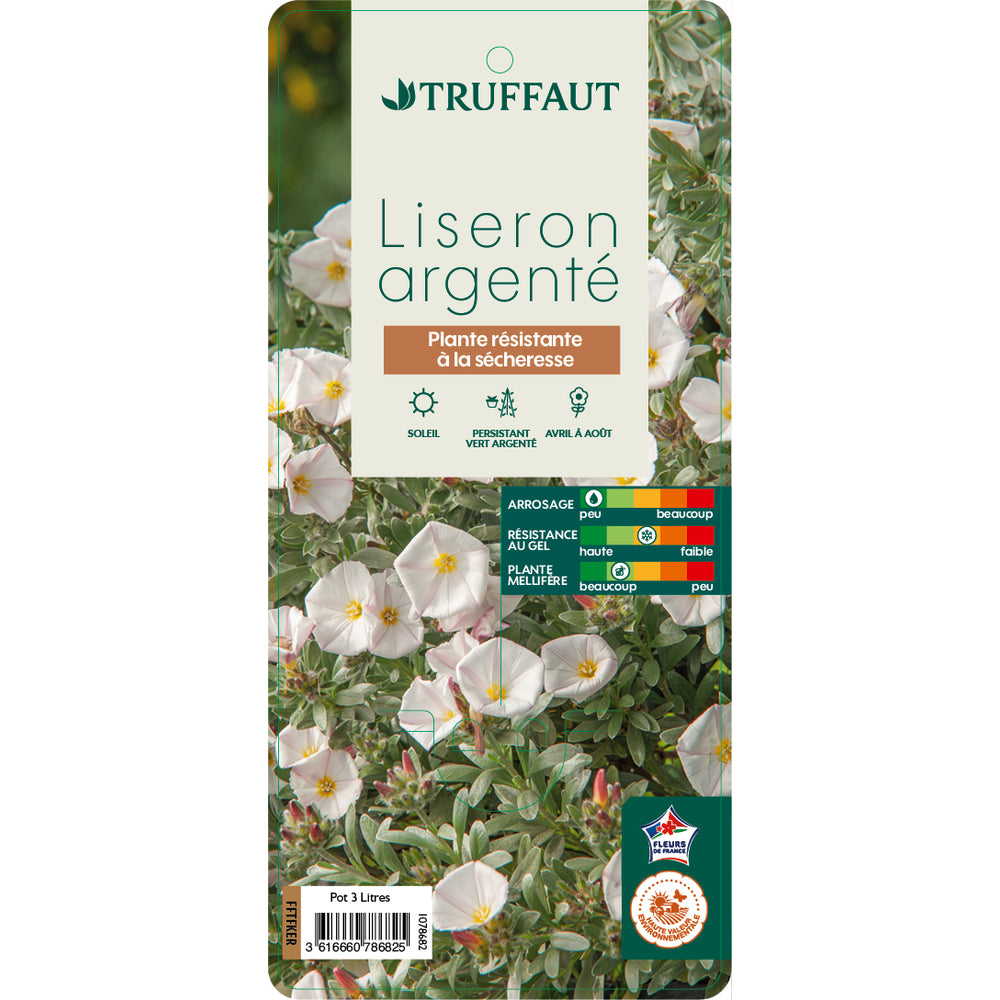  Convolvulus Cneorum : Pot De 3L