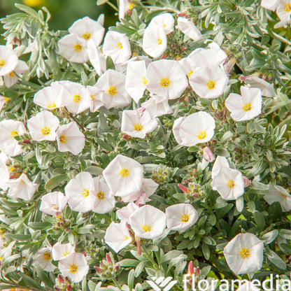  Convolvulus Cneorum : Pot De 3L