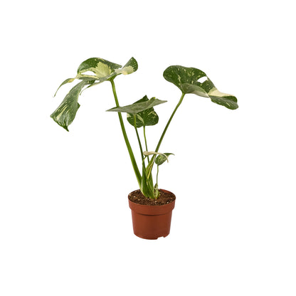  Monstera Thaï Constellation - Pot D 12cm