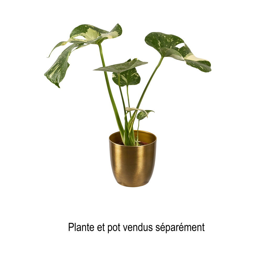  Monstera Thaï Constellation - Pot D 12cm