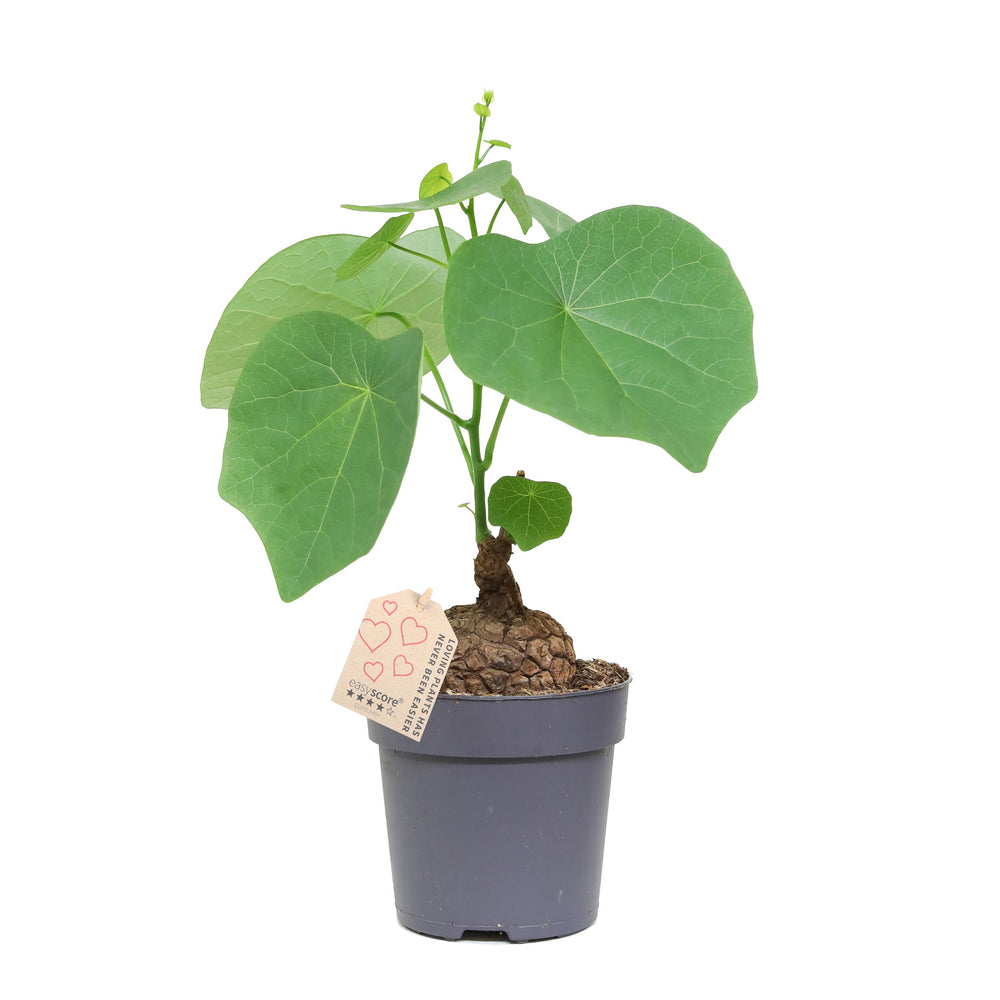 Stephania Suberosa:H 25 Cm Pot D11 Cm