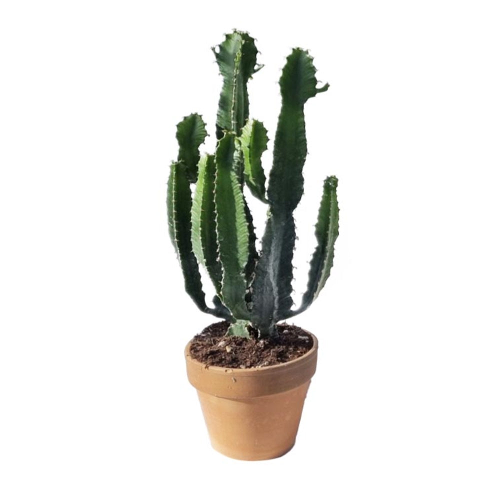  Euphorbia Triangularis - Pot Terre Cuite- D16cm- H 40cm