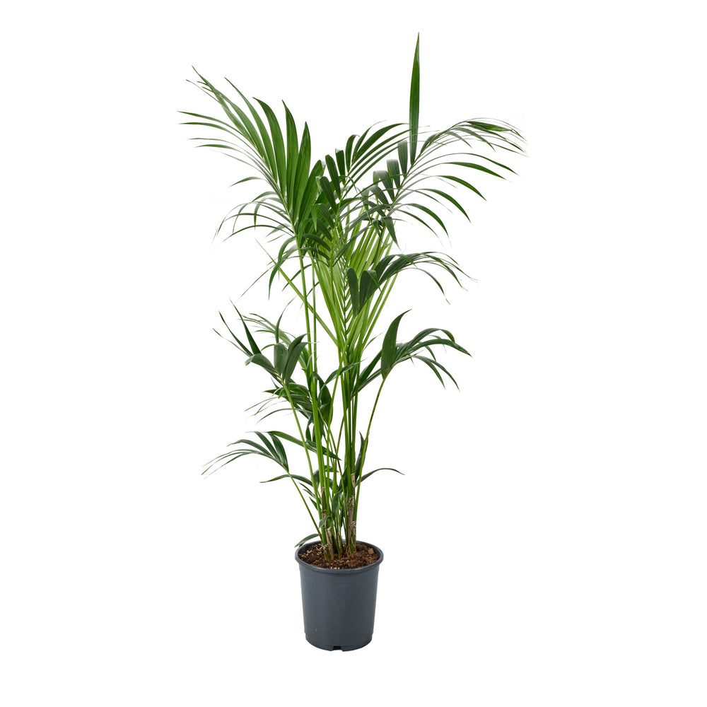  Kentia : Pot De 5 Pieds - D.24 Cm - H.140 Cm