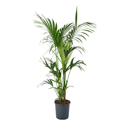  Kentia : Pot De 5 Pieds - D.24 Cm - H.140 Cm