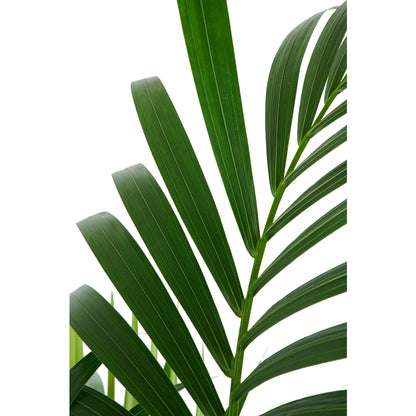  Kentia : Pot De 5 Pieds - D.24 Cm - H.140 Cm