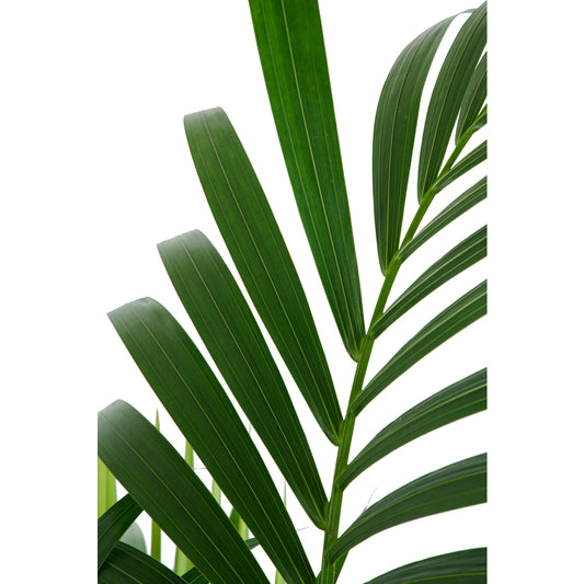  Kentia : Pot De 5 Pieds - D.24 Cm - H.140 Cm
