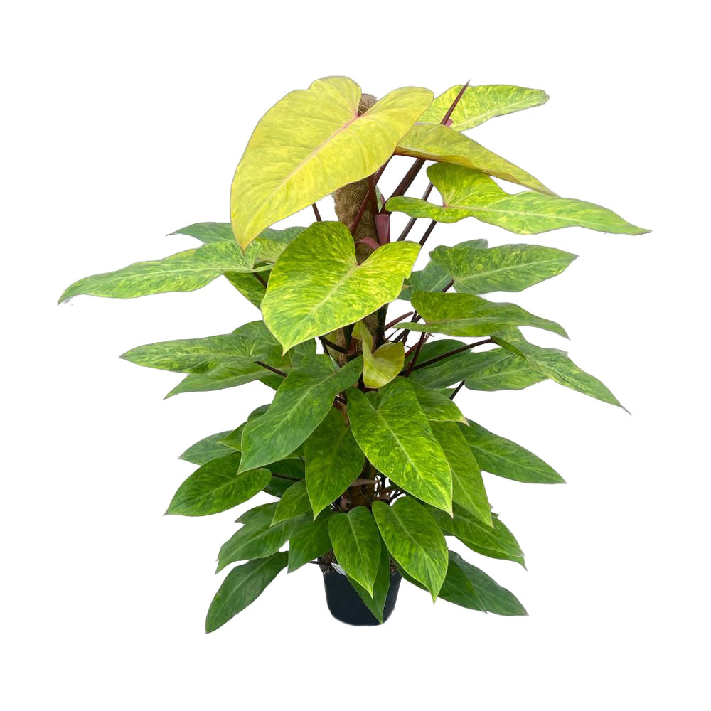  Philodendron 'Painted Lady':H 120 Cm Pot D24 Cm